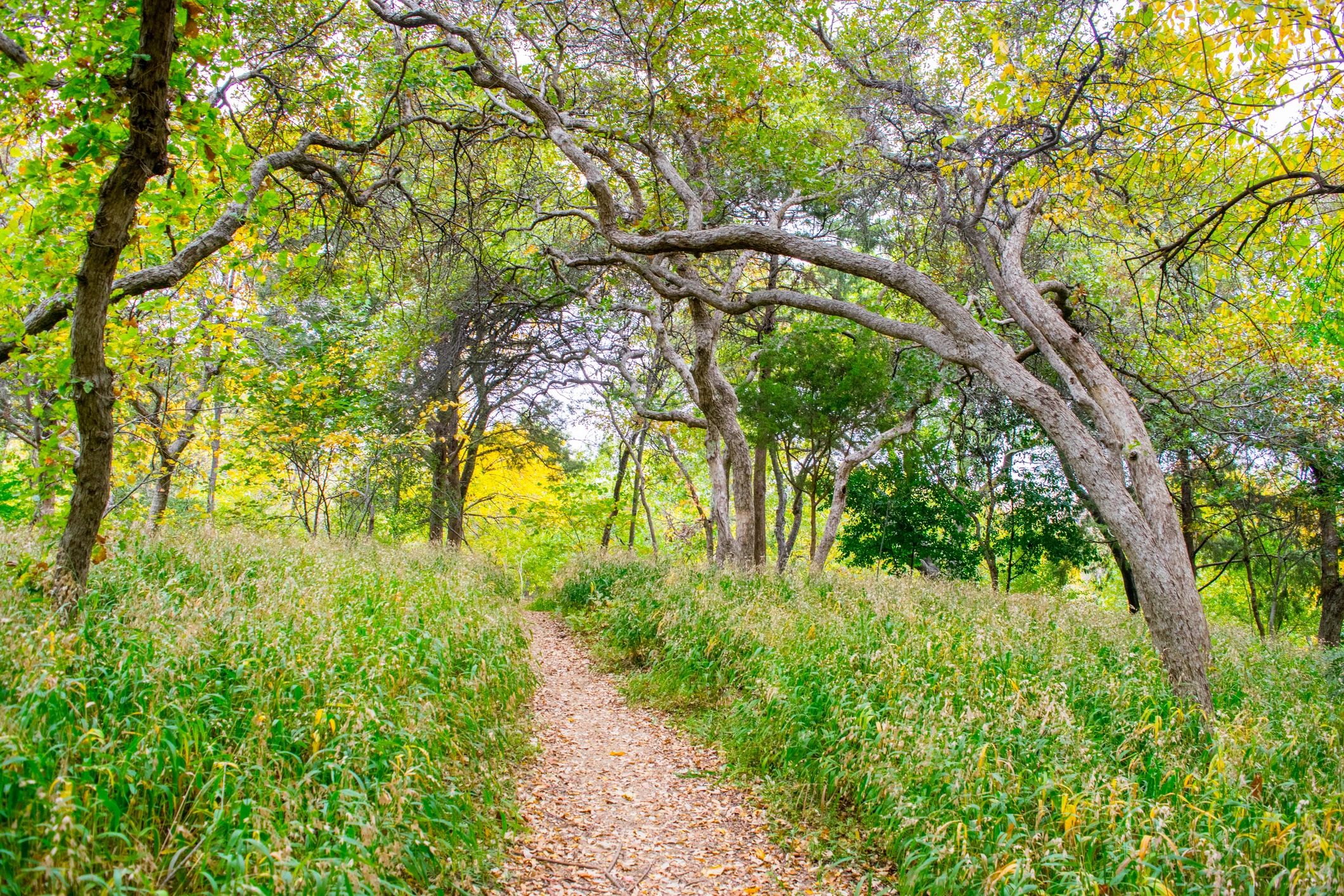 Forest trail leading through trees, representing Northeast hiking categories