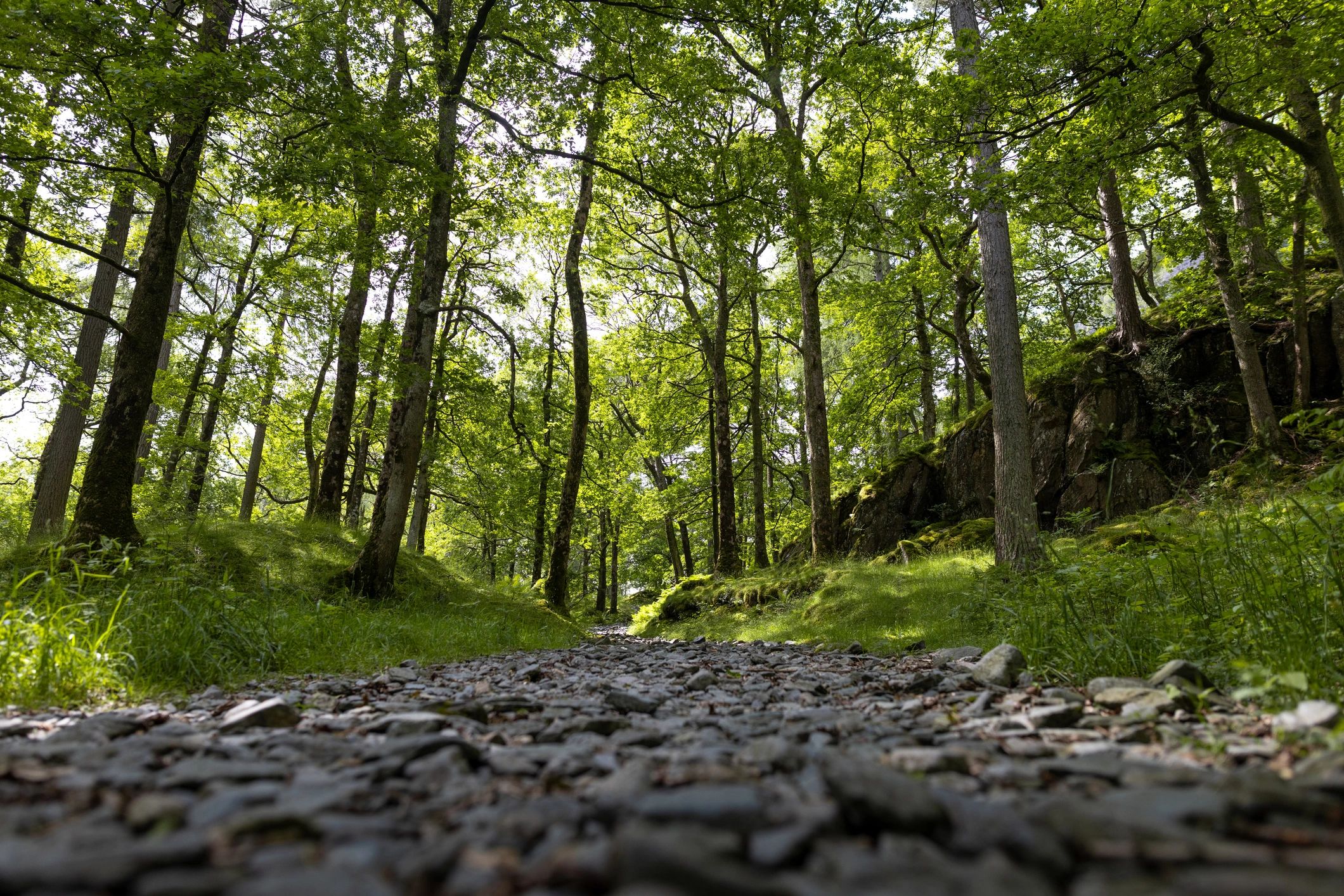 Forest footpath with tall trees and sunlight
