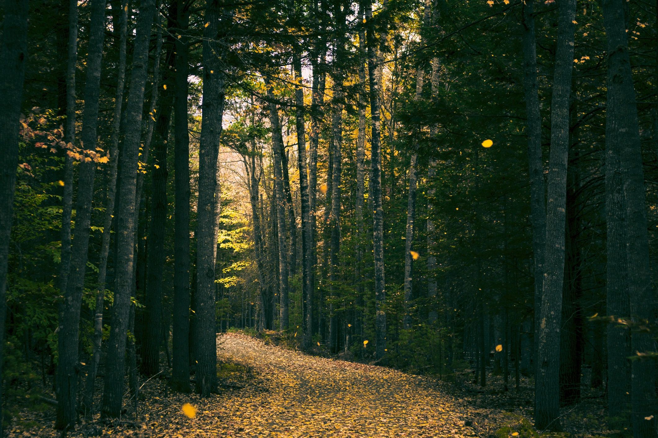 Forest path in autumn