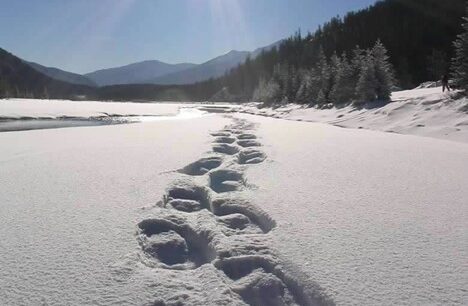 snowshoe stock 2